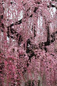 ウメの花 ウメの花の写真