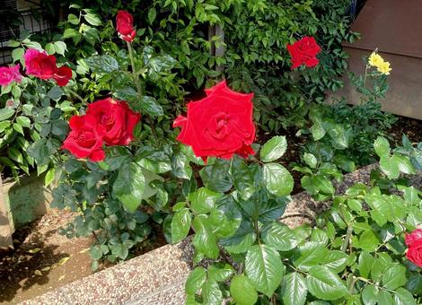 バラ バラの写真