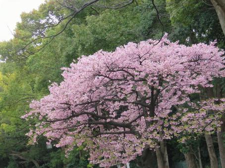 河津桜の写真