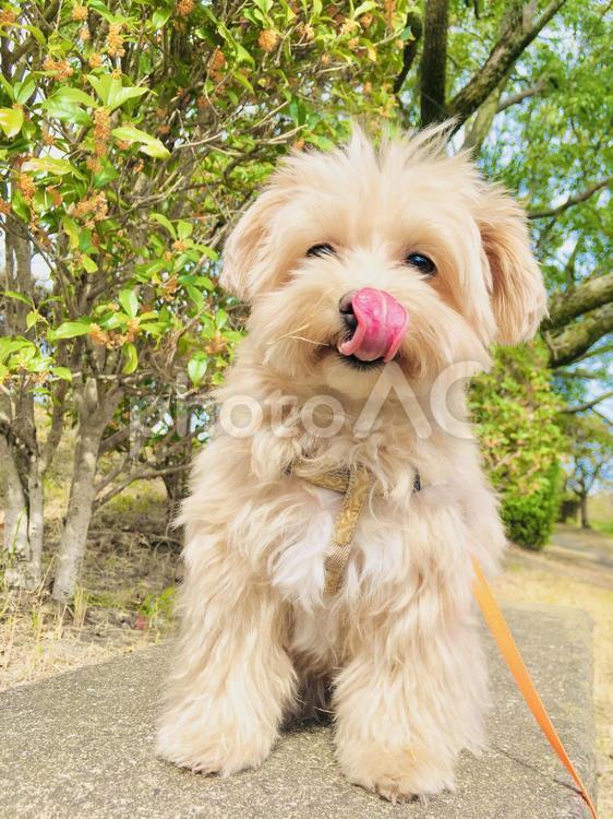 金木犀と犬 犬,金木犀,冬の写真素材