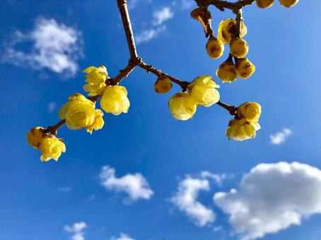 青空が似合うロウバイの花 青空が似合うロウバイの花の写真
