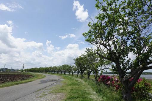 散歩道 散歩道の写真