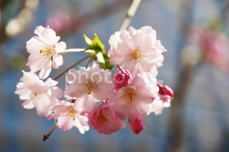 桜の花大写し 桜の花,桜,大写しの写真素材