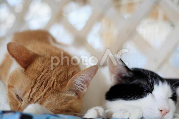 なかよくおねむりねこ 猫,にゃんこ,猫カフェの写真素材