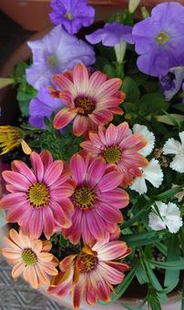 色とりどりの写真