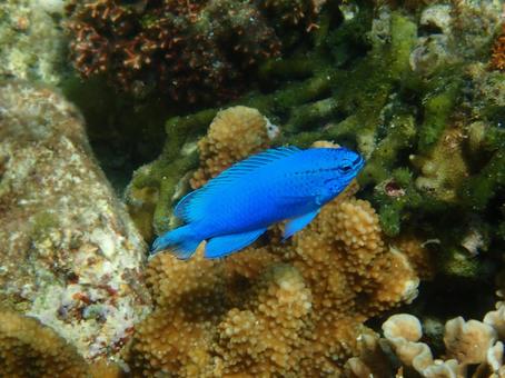 ルリスズメダイ ルリスズメダイ 海,沖縄,シュノーケリングの写真素材