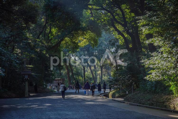 明治神宮の杜と参道 明治神宮,明治天皇,神社の写真素材