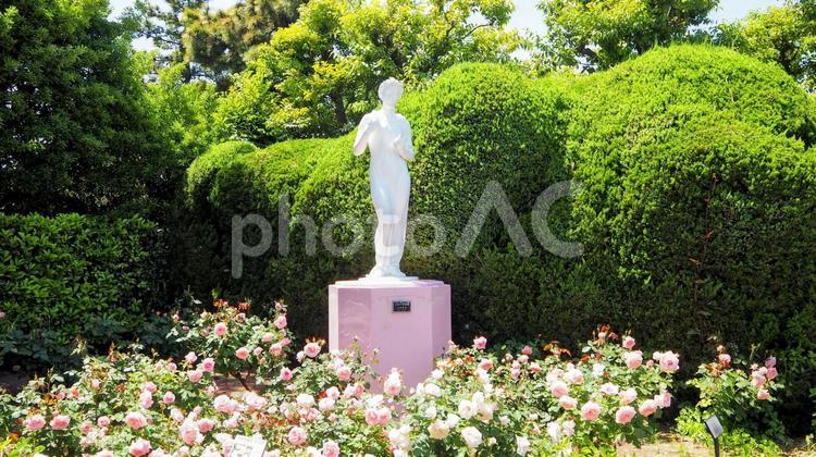初夏の谷津バラ園・桃色のバラ（習志野市） 初夏,薔薇,ピンクの写真素材