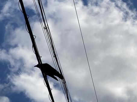 Photo, crow, wire, sky, 