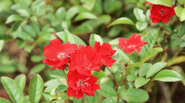 河津バカテル公園　秋バラ 薔薇,秋,花の写真素材