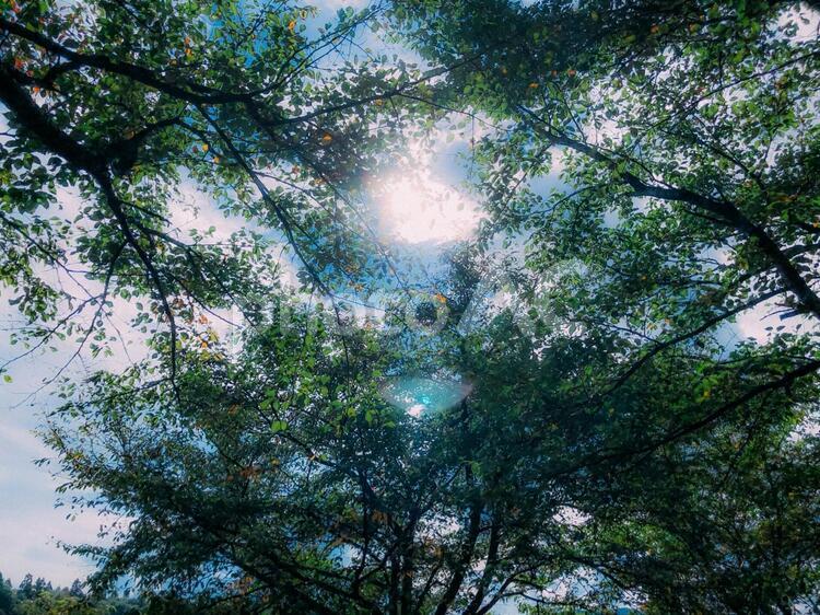 木漏れ日 木漏れ日,太陽,光の写真素材