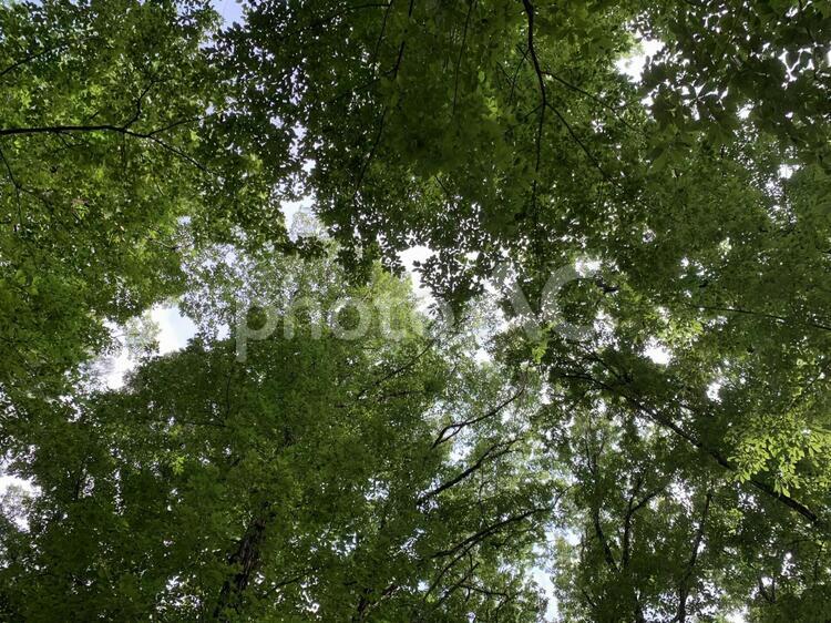 木漏れ日 木漏れ日,背景,葉の写真素材