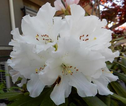 [Flower photo] Azalea flowers, JPG