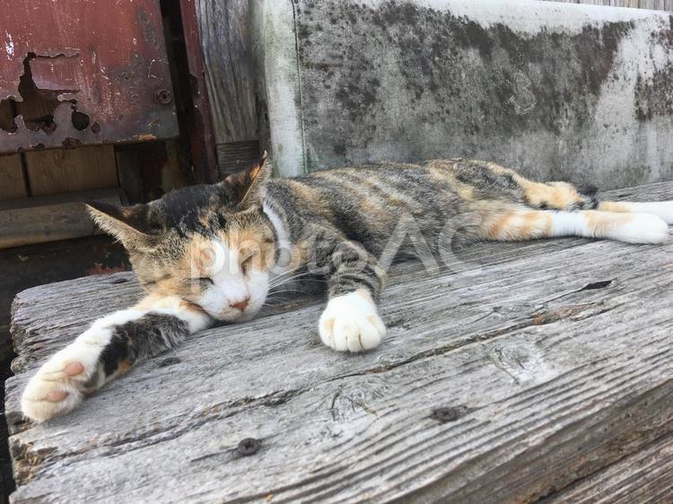 くつろぐ野良猫：三毛猫全体（相島） 猫,ねこ,野良猫の写真素材