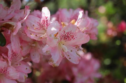 つつじ つつじ つつじ,花,きれいの写真素材