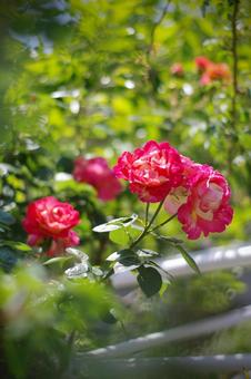 薔薇の花 薔薇の花の写真