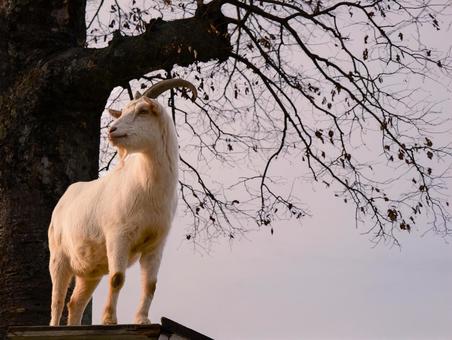 やぎ やぎ,動物,欧米の写真素材
