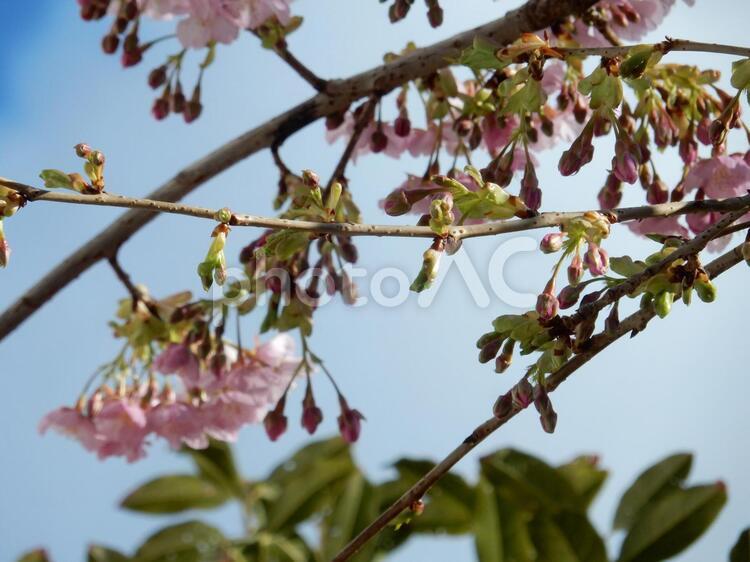 桜、青空に映える 1月,さくら,ボタニカルの写真素材