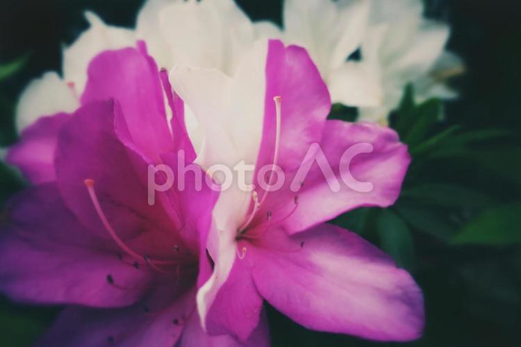 ピンクと白のツバキの写真素材 写真素材,花,春の写真素材