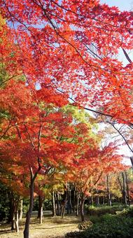 紅葉-1348 紅葉,モミジ,赤の写真素材