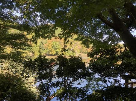 こがねいろ 自然,木々,景色の写真素材