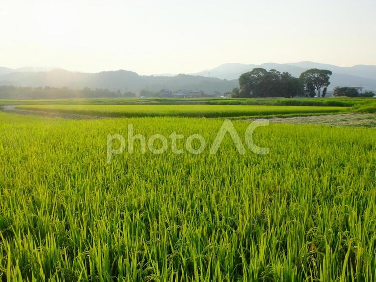 田舎の夕暮れ 田舎,田園,夕暮れの写真素材