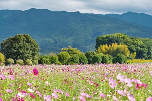 秋の山並みと咲き誇るコスモス畑 秋桜,花,ピンクの写真素材