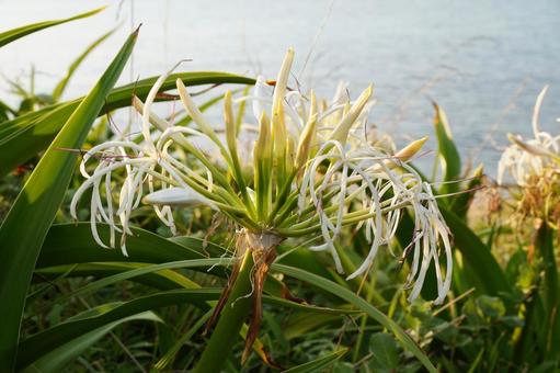 浜木綿の花 浜木綿の花 はまゆう,植物,花の写真素材