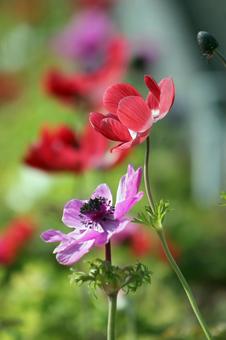 花壇の花 花壇の花の写真