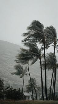 嵐の日に立ち向かうヤシの木の写真