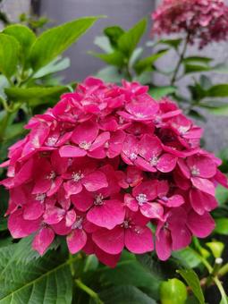 花 紫陽花 202306 (9) 花 紫陽花 202306 (9)の写真