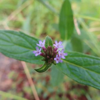 ヤナギハナガサ(柳花笠) ヤナギハナガサ(柳花笠)の写真