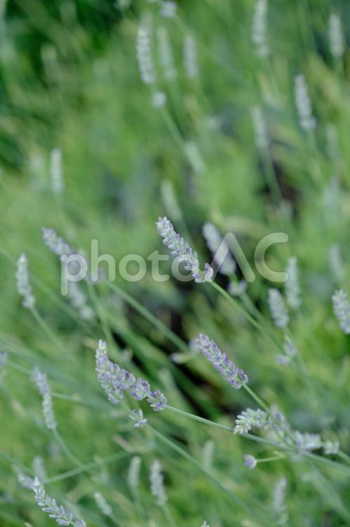 ［草花のある街角］タイム タイム,紫の花,草花の写真素材