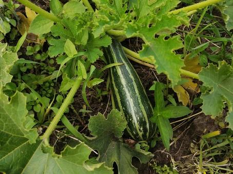 夏野菜のズッキーニ　栽培の写真