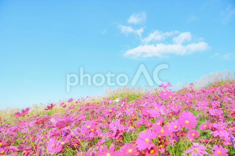 一面のコスモス コスモス,青空,花の写真素材