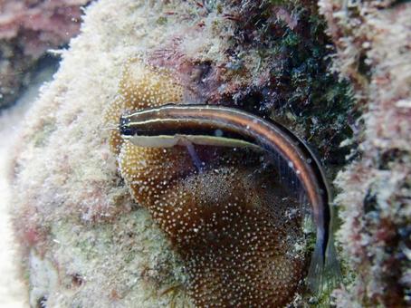 ヒトスジギンポ ダイビング,海,シュノーケルの写真素材