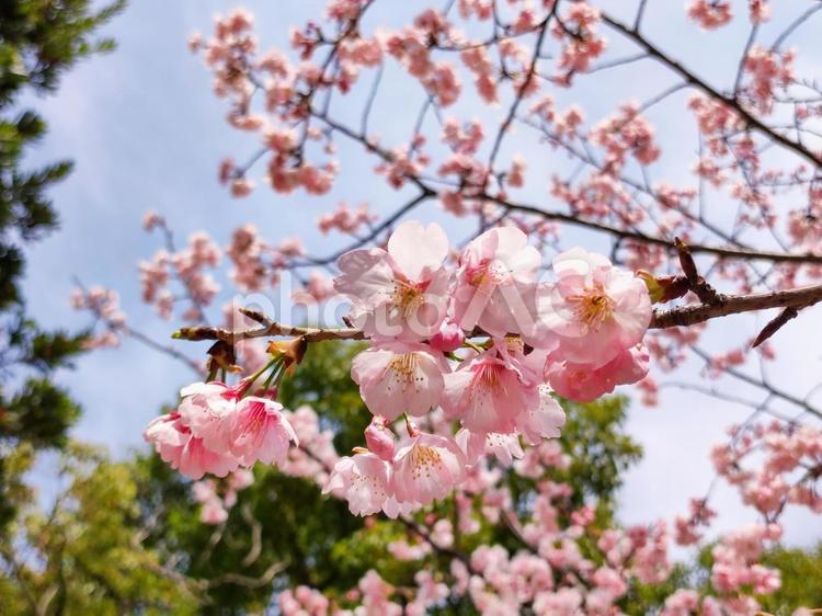 桜の花と青空 桜,春,桃色の写真素材
