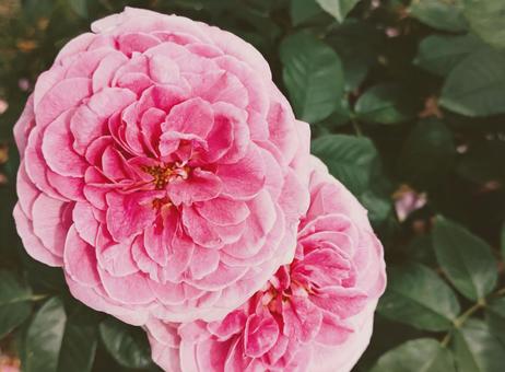 バラ 薔薇 バラ 薔薇の写真