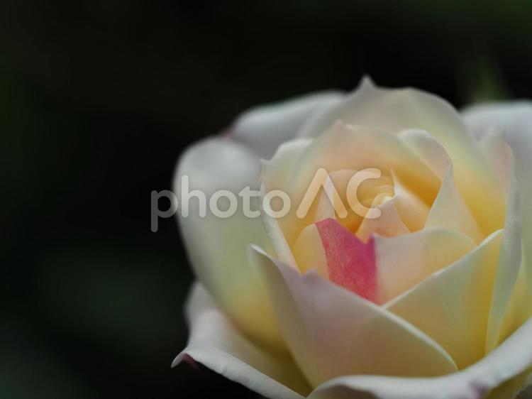 一部ピンクの白い薔薇 薔薇,きれい,白色の写真素材