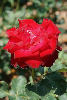 荒牧バラ園719　モン・シェリー 兵庫県,荒牧バラ園,バラの写真素材