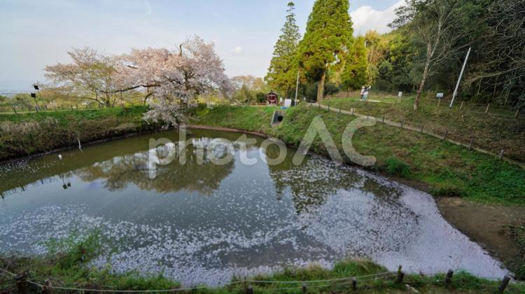 ゆれる桜 桜,春,リフレクションの写真素材