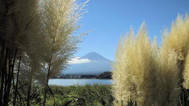 初秋のパンパスグラスと富士山 初秋のパンパスグラスと富士山の写真
