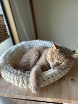 眠る猫 猫,マンチカン,手作りベッドの写真素材