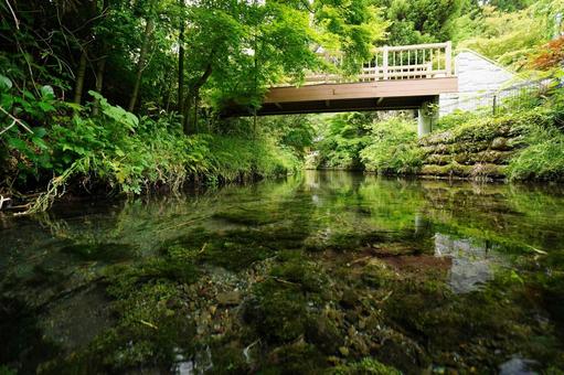 熊本　白川水源の清流3 白川水源,渓流,清流の写真素材