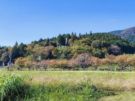 関ヶ原で見上げる笹尾山の石田三成陣地 関ヶ原古戦場,石田三成陣地,石田三成陣跡の写真素材