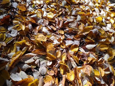 落ち葉 外,木々,落ちるの写真素材