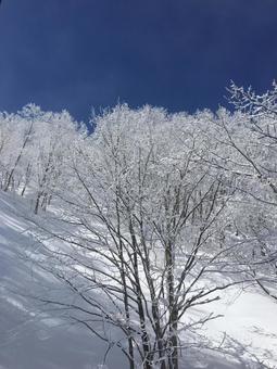 雪の花を咲かせる木々 雪の花を咲かせる木々 冬,雪,風景の写真素材