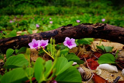 沖縄の砂浜に咲く花 沖縄の砂浜に咲く花の写真