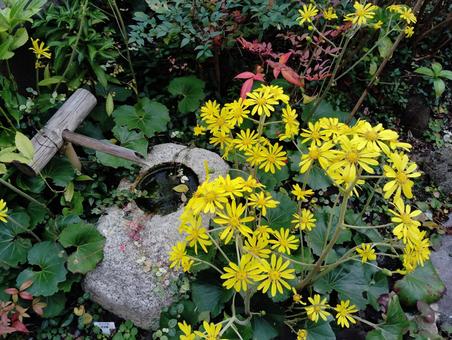 ツワブキ 花,咲く,咲いたの写真素材