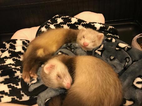 フェレット フェレット フェレット,小動物,ペットの写真素材